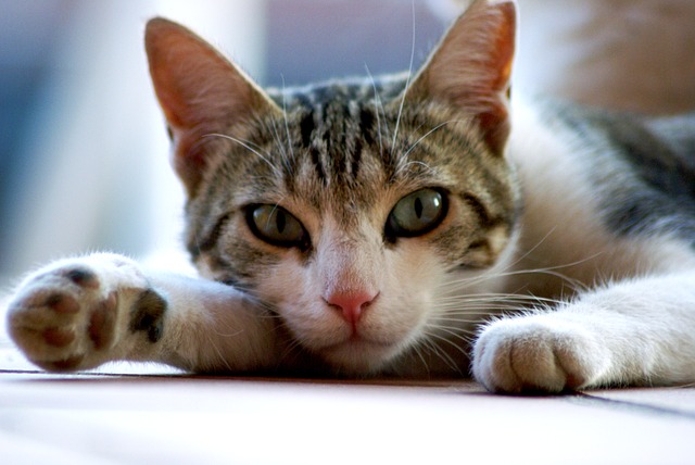 Hauskatze
