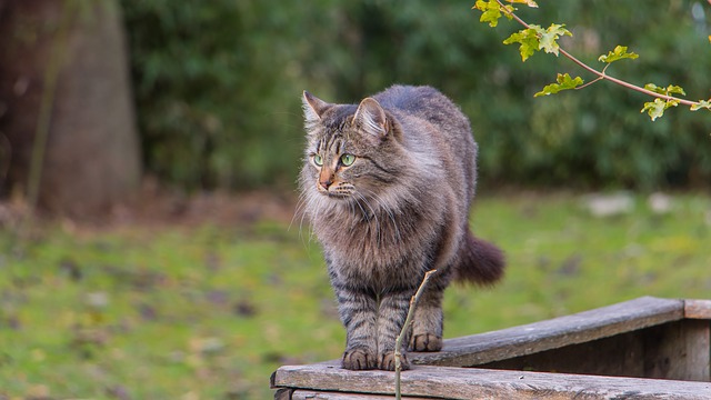 MainCoon