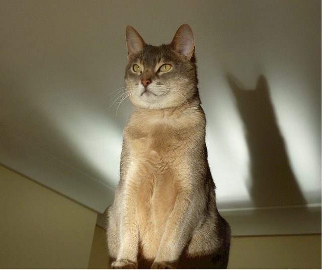 Sitzende Katze