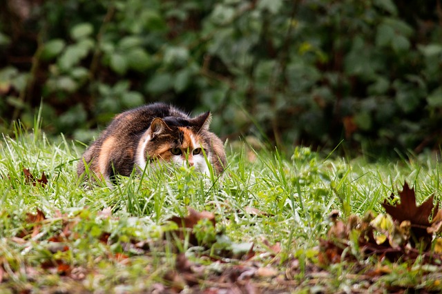 Katze auf Jagd